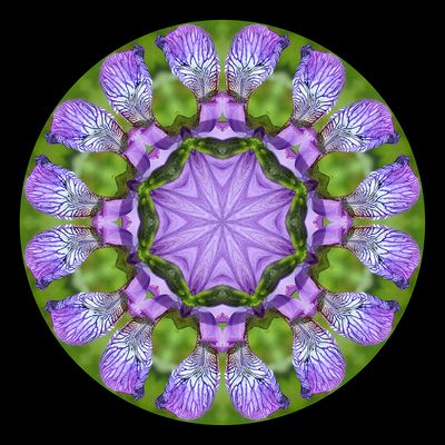 Kaleidoscopic picture created with a wild Iris Sibirica seen 22nd May