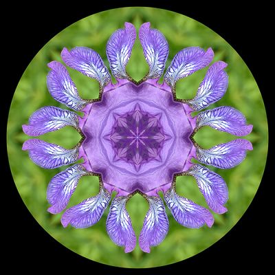 Kaleidoscopic picture created with a wild Iris Sibirica seen 22nd May