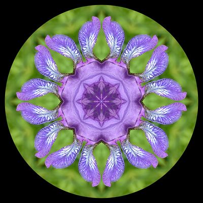 Kaleidoscopic picture created with a wild Iris Sibirica seen 22nd May