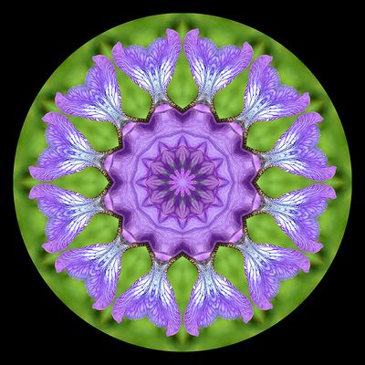 Kaleidoscopic picture created with a wild Iris Sibirica seen 22nd May