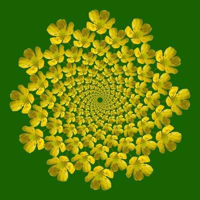 Spiral creation with a yellow wildflower