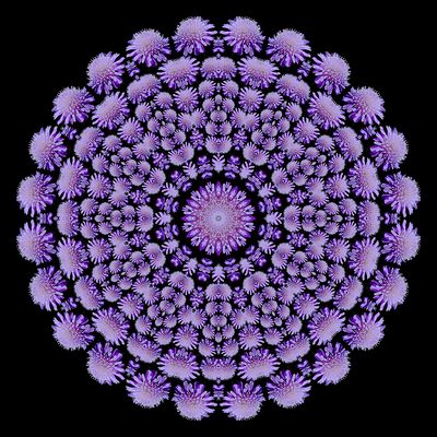 Evolved kaleidoscope created with a blue wildflower