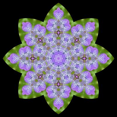 Evolved kaleidoscope created with a wild Iris Sibirica