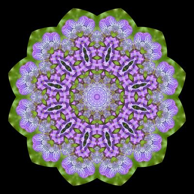 Evolved kaleidoscope created with a wild Iris Sibirica
