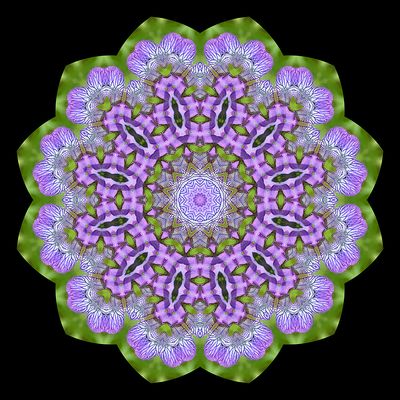 Evolved kaleidoscope created with a wild Iris Sibirica