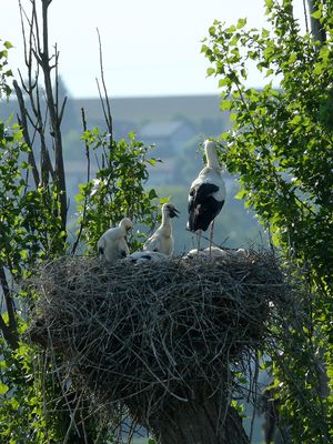 A stork with four young ones is a nest