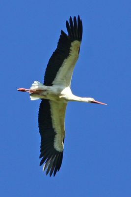 Flying Birds