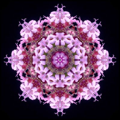 Kaleidoscopic picture created with a wildflower seen in early October