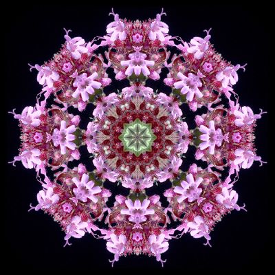 Kaleidoscopic picture created with a wildflower seen in early October