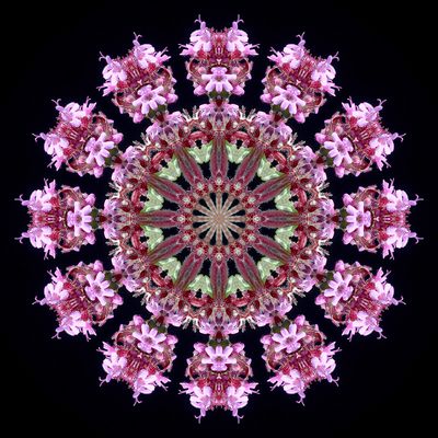 Kaleidoscopic picture created with a wildflower seen in early October