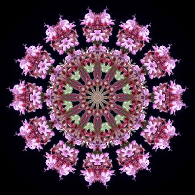 Kaleidoscopic picture created with a wildflower seen in early October