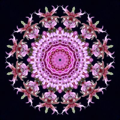 Kaleidoscopic picture created with a wildflower seen in early October