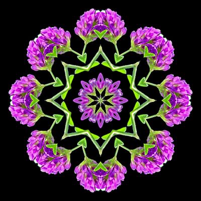 Kaleidoscopic picture created with a wildflower seen in early October