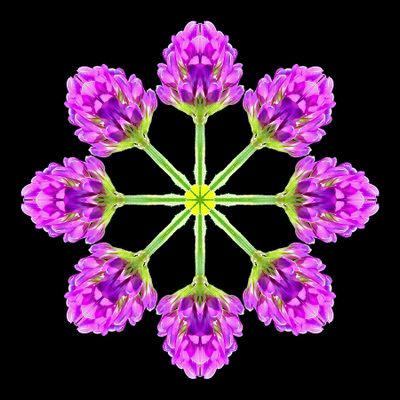Kaleidoscopic picture created with a wildflower seen in early October