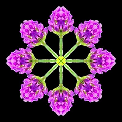 Kaleidoscopic picture created with a wildflower seen in early October