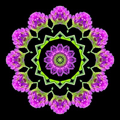 Kaleidoscopic picture created with a wildflower seen in early October