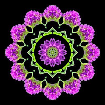 Kaleidoscopic picture created with a wildflower seen in early October