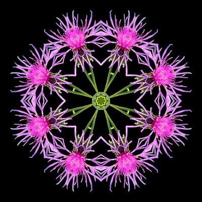 Kaleidoscopic picture created with a wildflower seen in early October