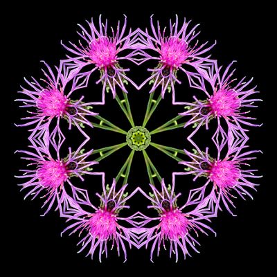 Kaleidoscopic picture created with a wildflower seen in early October