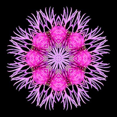 Kaleidoscopic picture created with a wildflower seen in early October