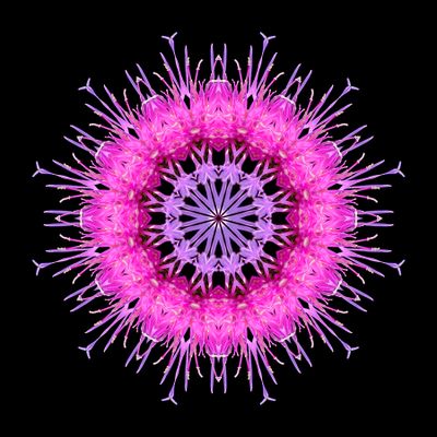 Kaleidoscopic picture created with a wildflower seen in early October