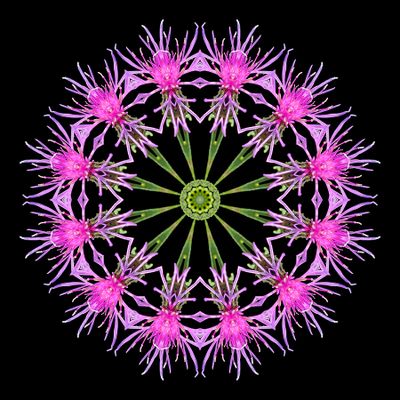 Kaleidoscopic picture created with a wildflower seen in early October