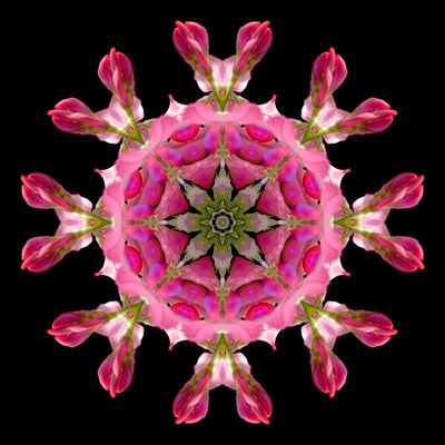 Kaleidoscopic picture created with a wildflower seen in October