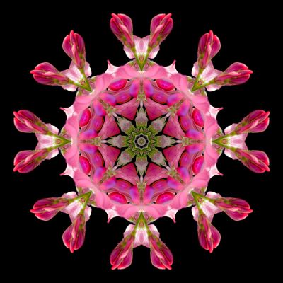 Kaleidoscopic picture created with a wildflower seen in October