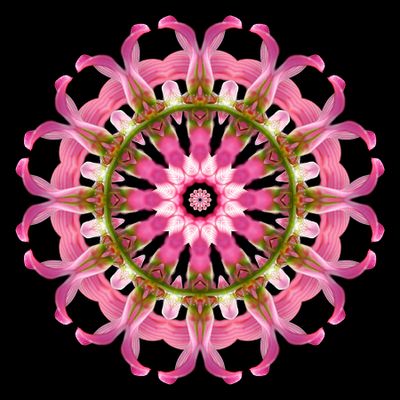 Kaleidoscopic picture created with a wildflower seen in October