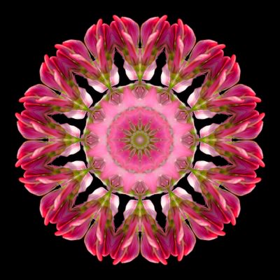Kaleidoscopic picture created with a wildflower seen in October