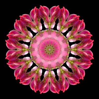 Kaleidoscopic picture created with a wildflower seen in October