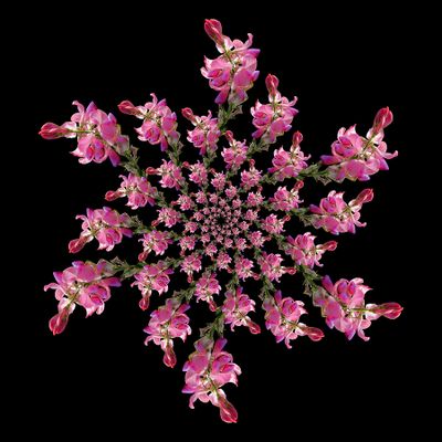 Spiral arrangement created with a wildflower seen in October