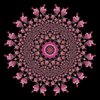 Evolved kaleidoscope created with a wildflower seen in October
