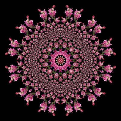 Evolved kaleidoscope created with a wildflower seen in October