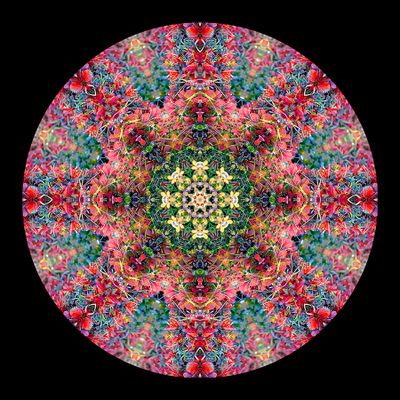Kaleidoscopic picture created with autumn bush photography