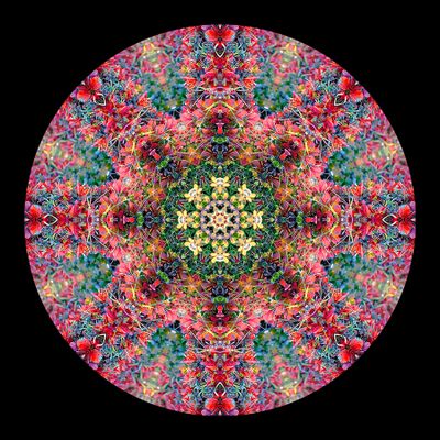 Kaleidoscopic picture created with autumn bush photography