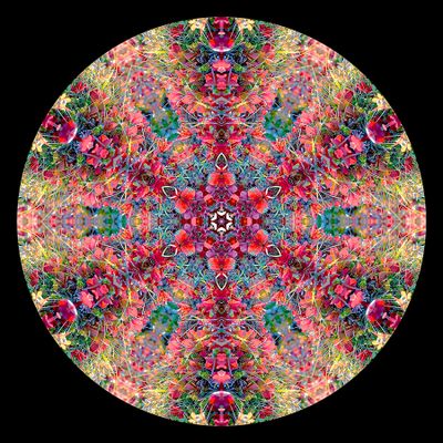 Kaleidoscopic picture created with autumn bush photography