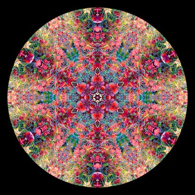 Kaleidoscopic picture created with autumn bush photography