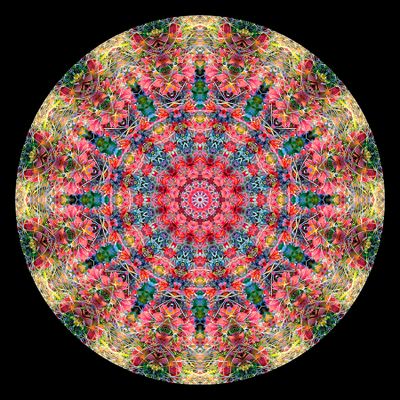 Kaleidoscopic picture created with autumn bush photography