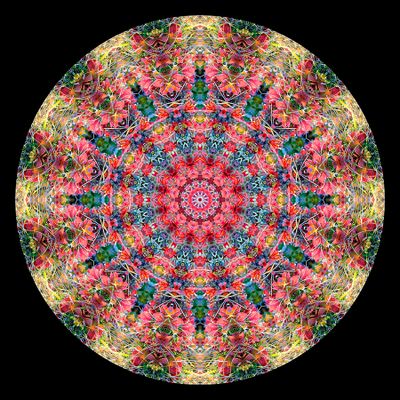 Kaleidoscopic picture created with autumn bush photography