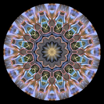 Kaleidoscopic creation done with a picture of an indoor plant seen in a flower shop