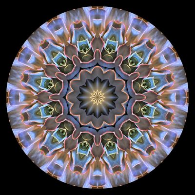 Kaleidoscopic creation done with a picture of an indoor plant seen in a flower shop