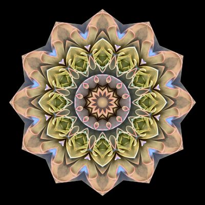 Kaleidoscopic creation done with a picture of an indoor plant seen in a flower shop