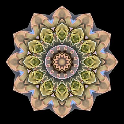 Kaleidoscopic creation done with a picture of an indoor plant seen in a flower shop