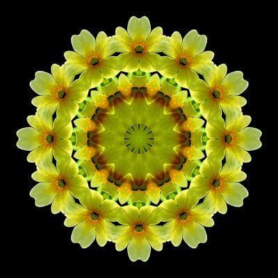 Kaleidoscopic picture created with a Primula Veris wildflowe
