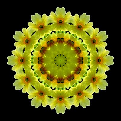 Kaleidoscopic picture created with a Primula Veris wildflowe