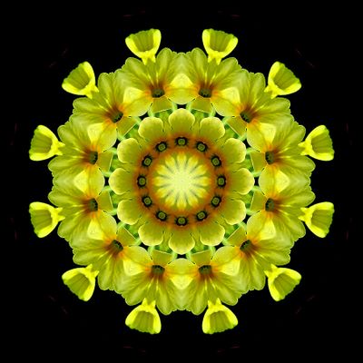 Kaleidoscopic picture created with a Primula Veris wildflowe