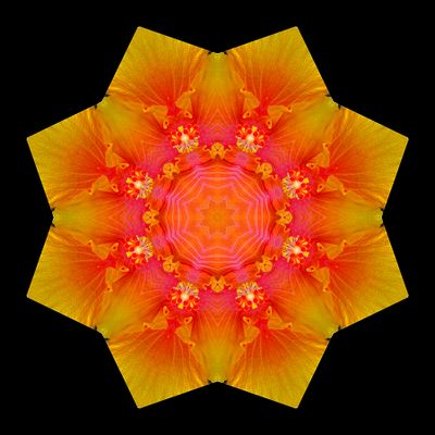 Kaleidoscopic picture created with a hibiscus flower