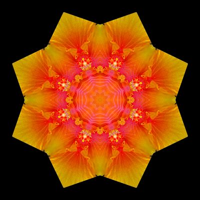 Kaleidoscopic picture created with a hibiscus flower