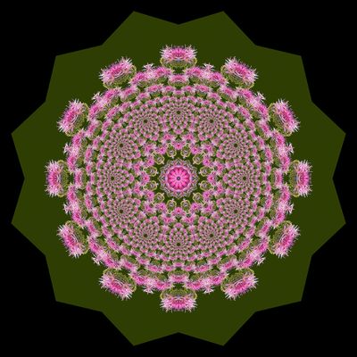 Evolved kaleidoscope created with a wildflower